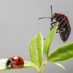 Seven-Spotted Ladybug (Coccinella septempunctata)