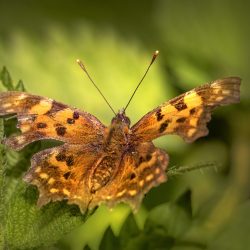 Comma butterfly (Polygonia c-album)