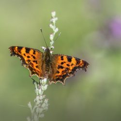 Comma butterfly (Polygonia c-album)