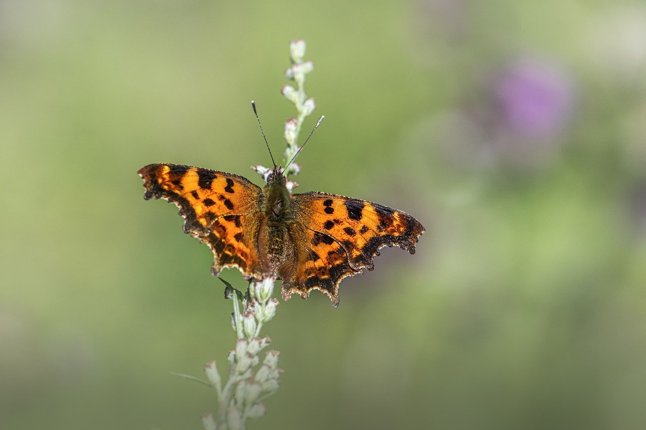 Comma butterfly (Polygonia c-album)