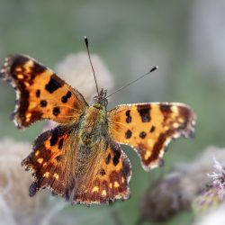 Comma butterfly (Polygonia c-album)