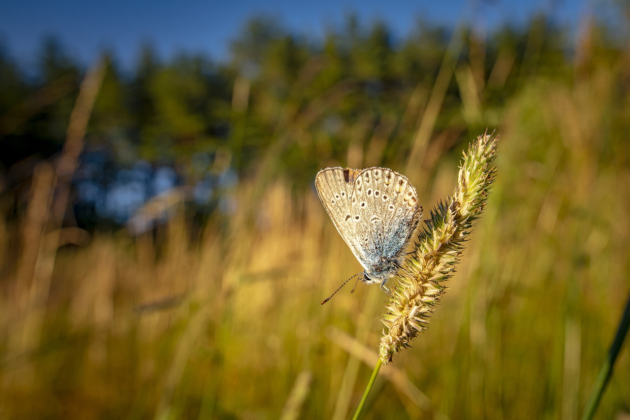 Common blue (Polyommatus icarus)