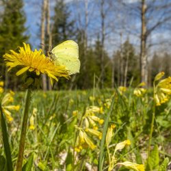 Common Brimstone (Gonepteryx rhamni)