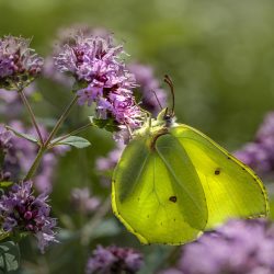 Common Brimstone (Gonepteryx rhamni)
