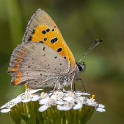 Common copper (Lycaena phlaeas)