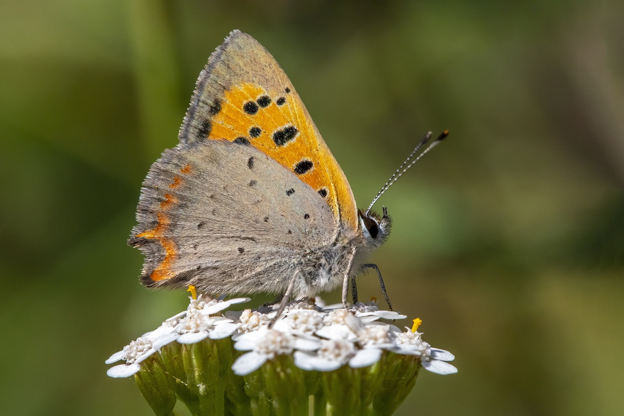 Common copper (Lycaena phlaeas)