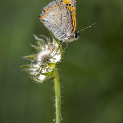 Common copper (Lycaena phlaeas)