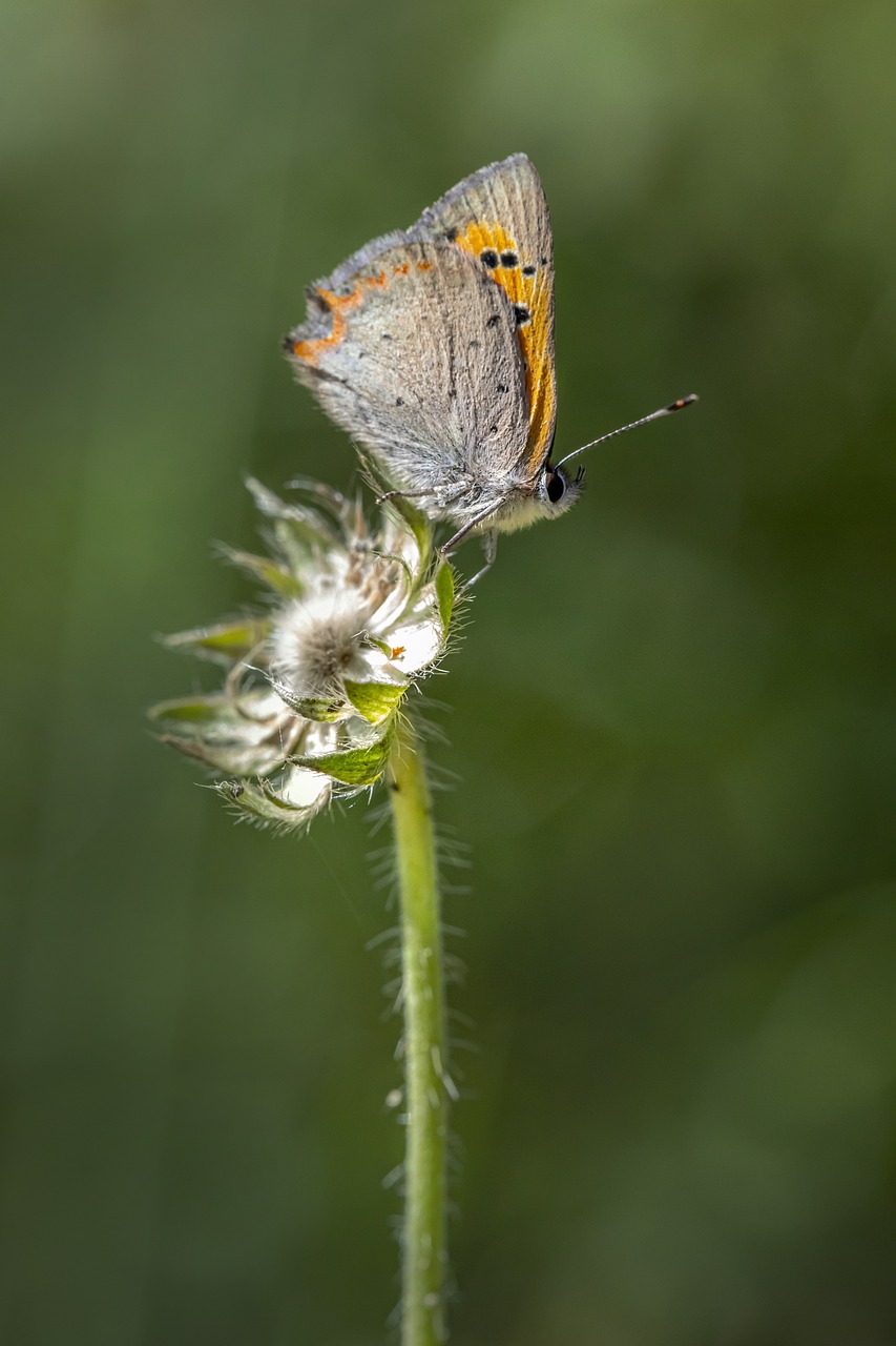 Common copper (Lycaena phlaeas)