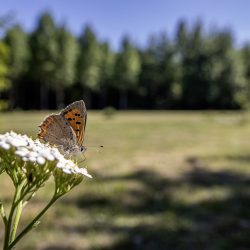 Common copper (Lycaena phlaeas)