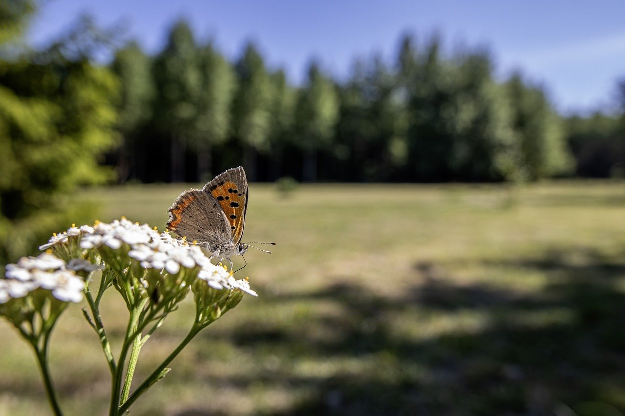 Common copper (Lycaena phlaeas)