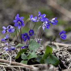 Common hepatica, liverwort, liverleaf, kidneywort (Hepatica nobilis)