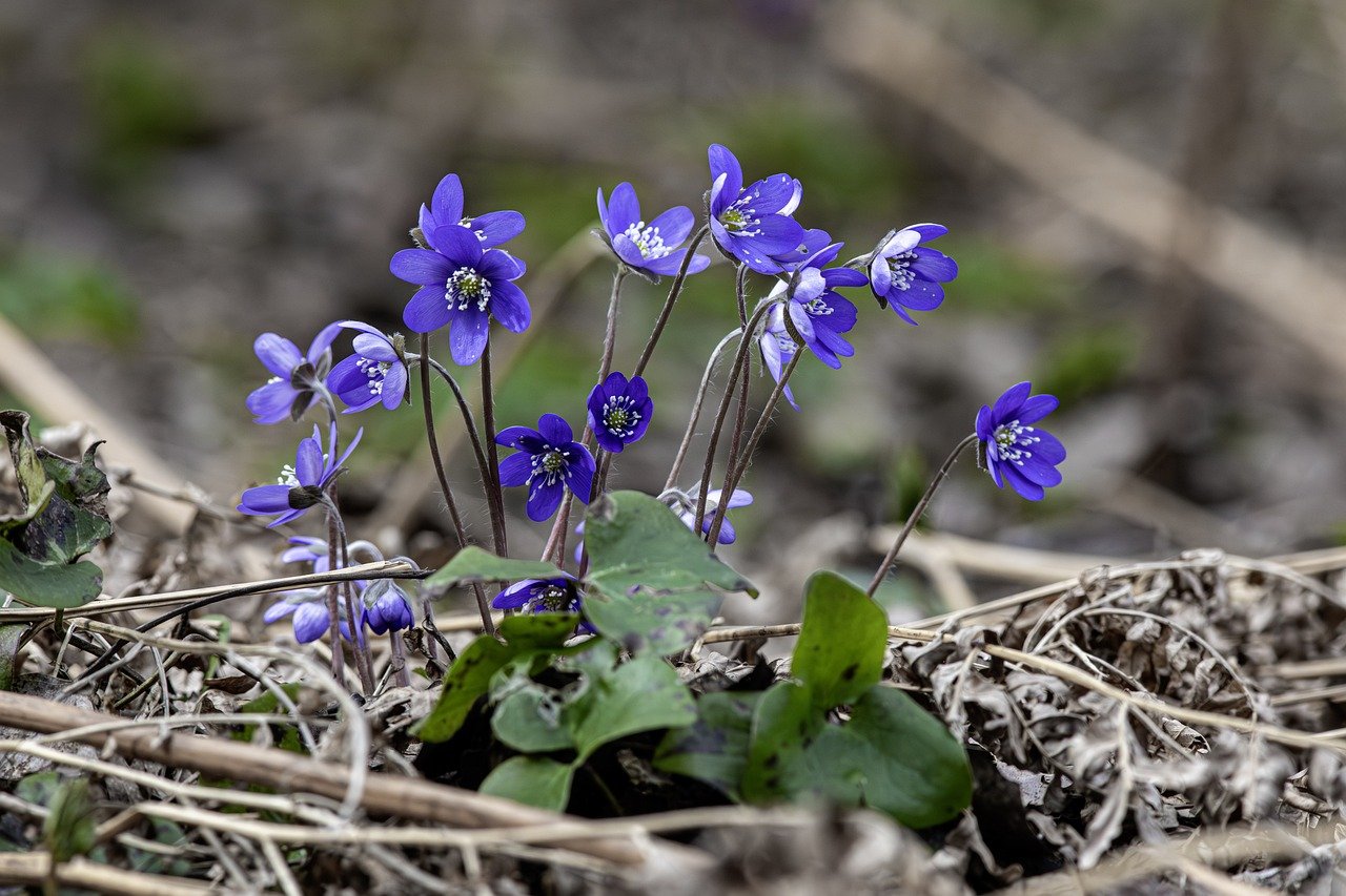 Common hepatica, liverwort, liverleaf, kidneywort (Hepatica nobilis)