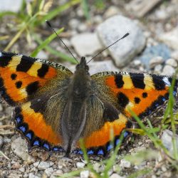 Small Tortoiseshell (Aglais urticae)