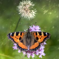 Small Tortoiseshell (Aglais urticae)