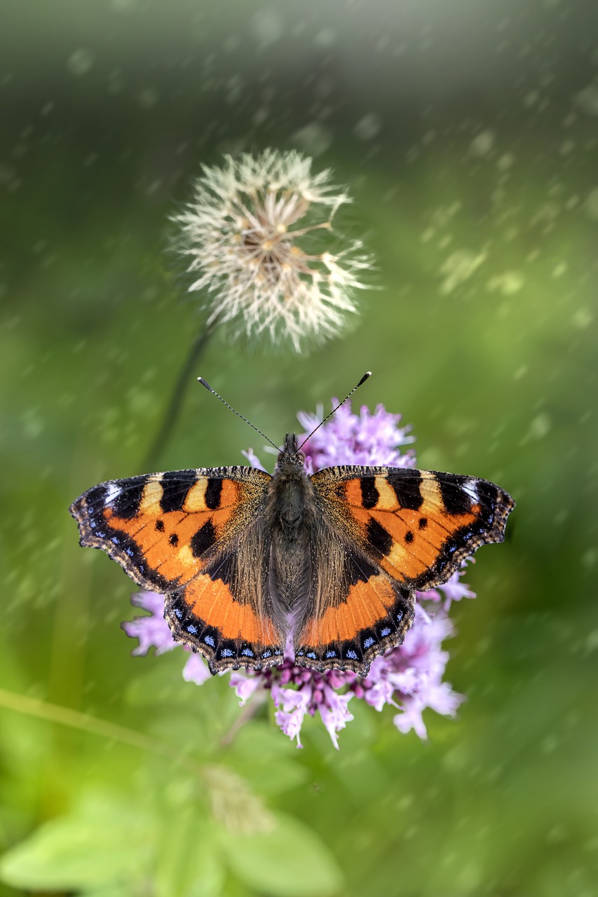 Small Tortoiseshell (Aglais urticae)