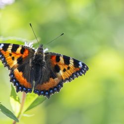 Small Tortoiseshell (Aglais urticae)