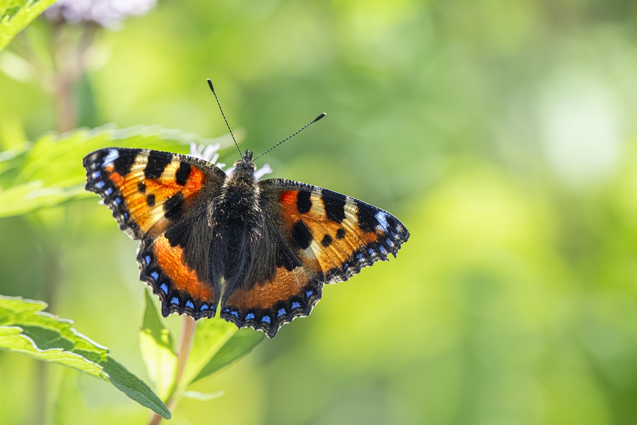 Small Tortoiseshell (Aglais urticae)