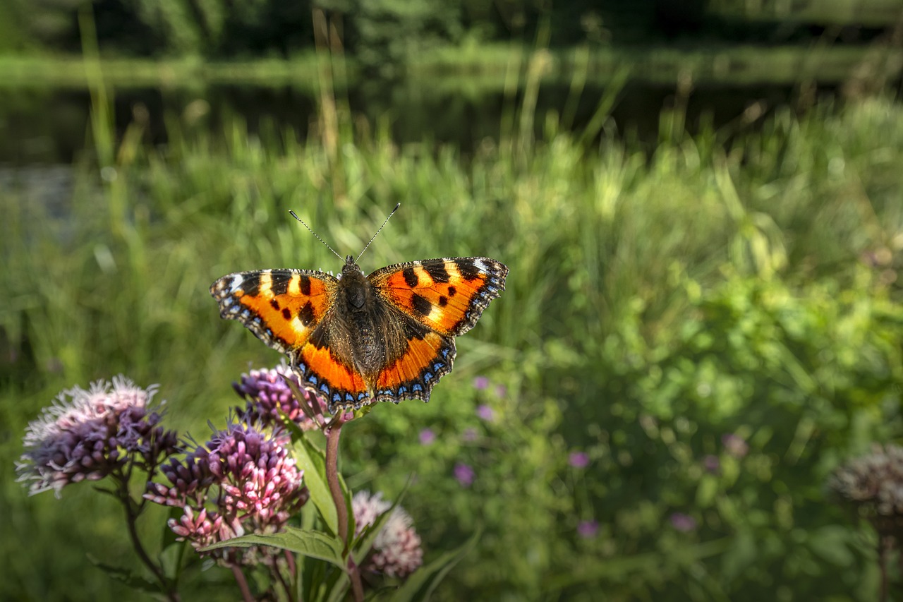 Small Tortoiseshell (Aglais urticae)