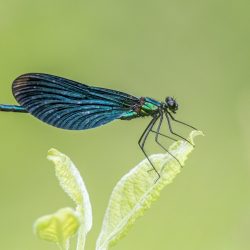 Beautiful Demoiselle (Calopteryx virgo)