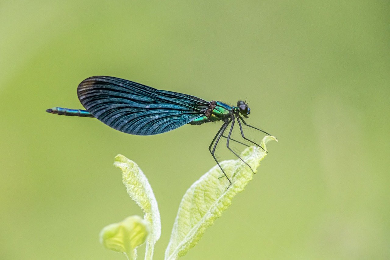 Beautiful Demoiselle (Calopteryx virgo)