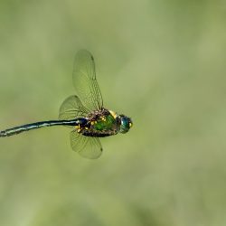 Brilliant emerald (Somatochlora metallica)