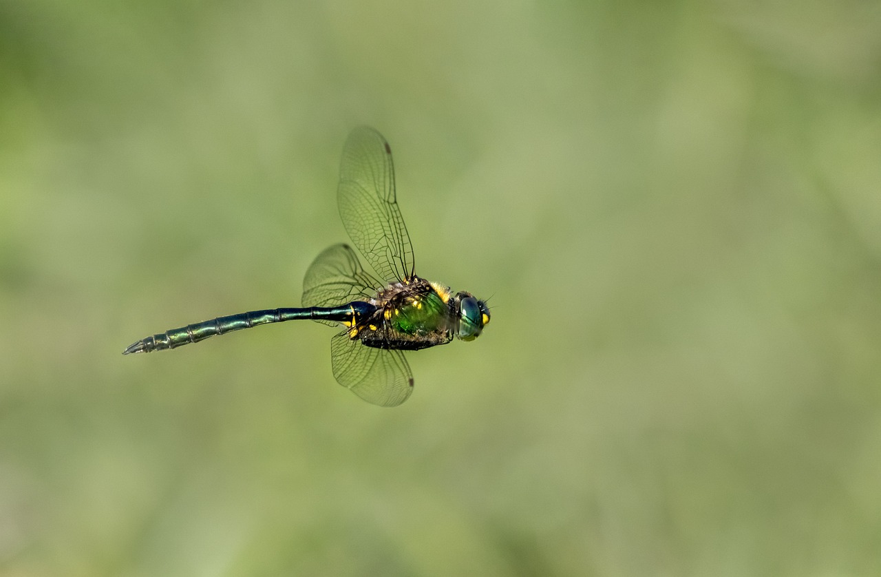 Brilliant emerald (Somatochlora metallica)