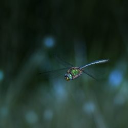 Brilliant emerald (Somatochlora metallica)