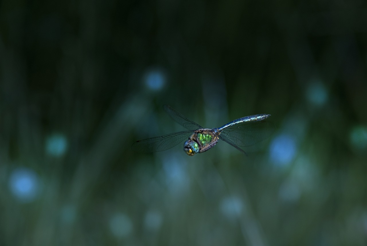 Brilliant emerald (Somatochlora metallica)