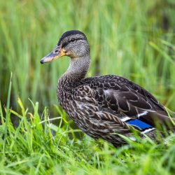 Mallard or wild duck (Anas platyrhynchos)