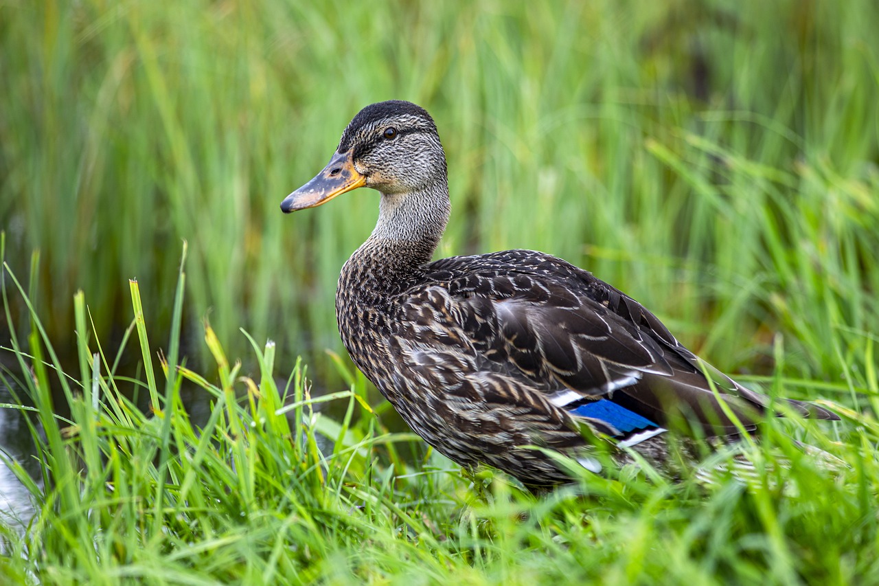 Mallard or wild duck (Anas platyrhynchos)