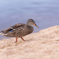 Mallard or wild duck (Anas platyrhynchos)