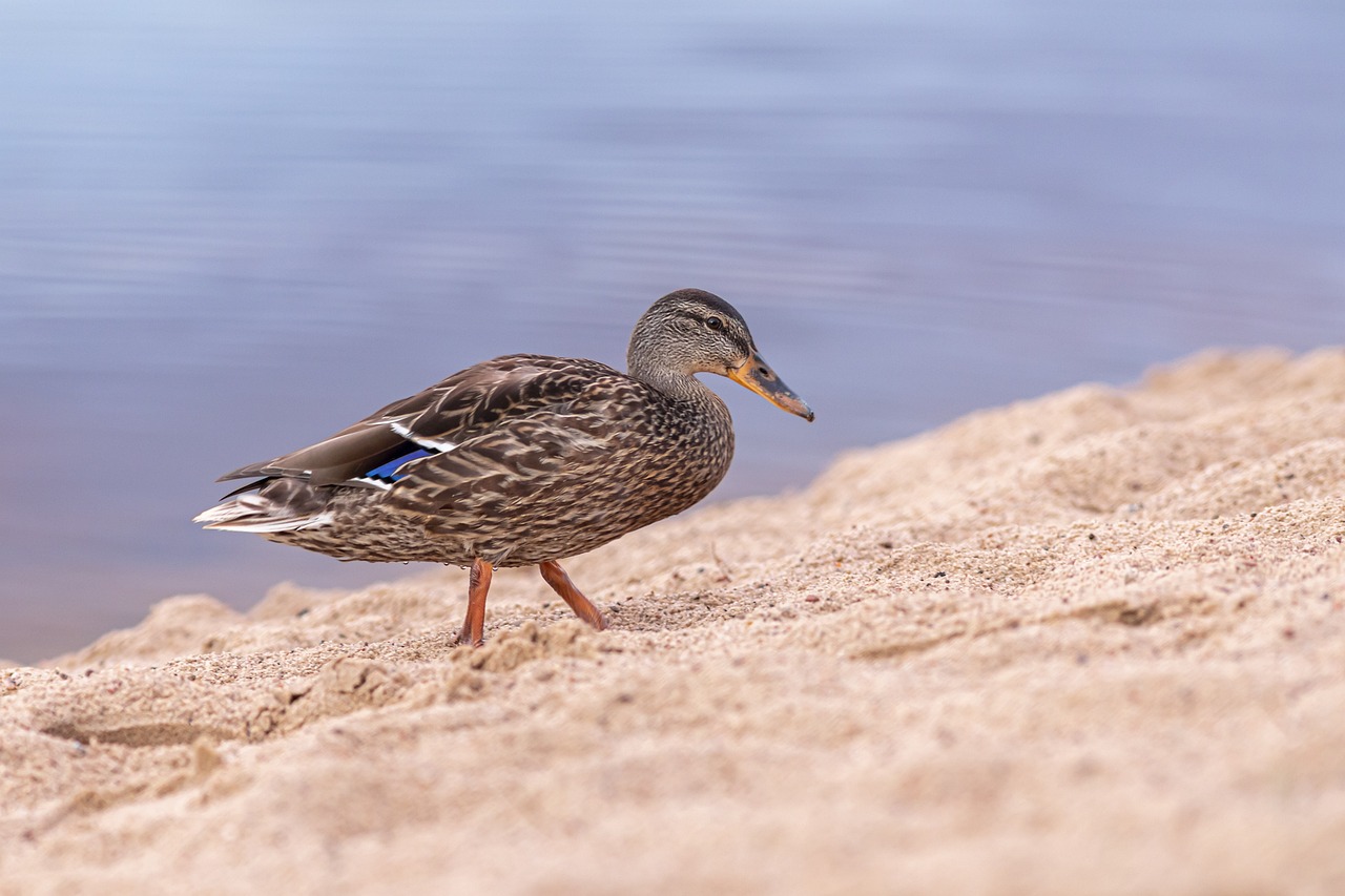 Mallard or wild duck (Anas platyrhynchos)