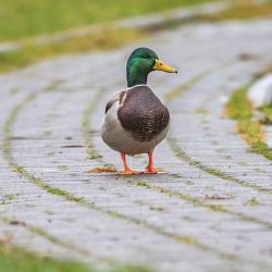 Mallard or wild duck (Anas platyrhynchos)