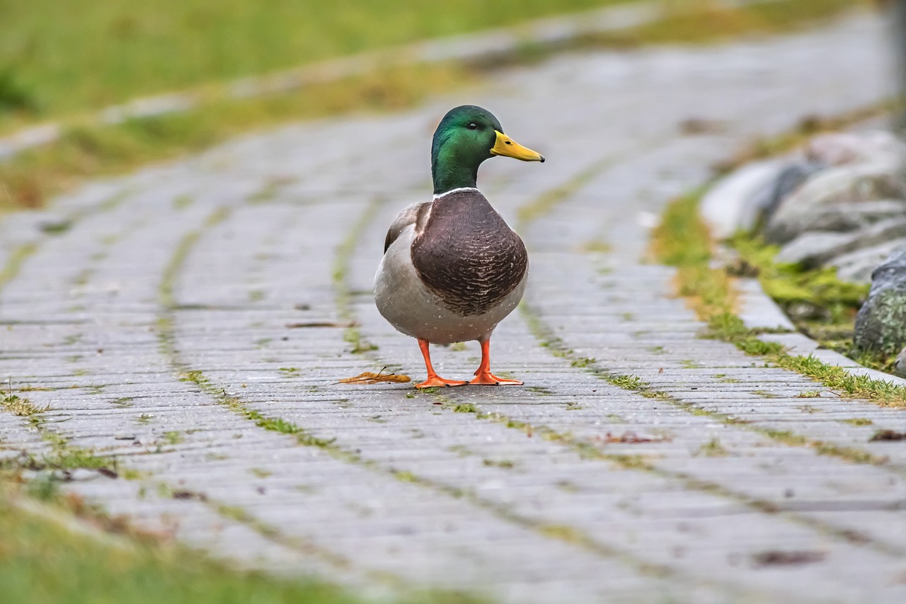 Mallard or wild duck (Anas platyrhynchos)