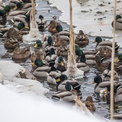 Mallard or wild duck (Anas platyrhynchos)