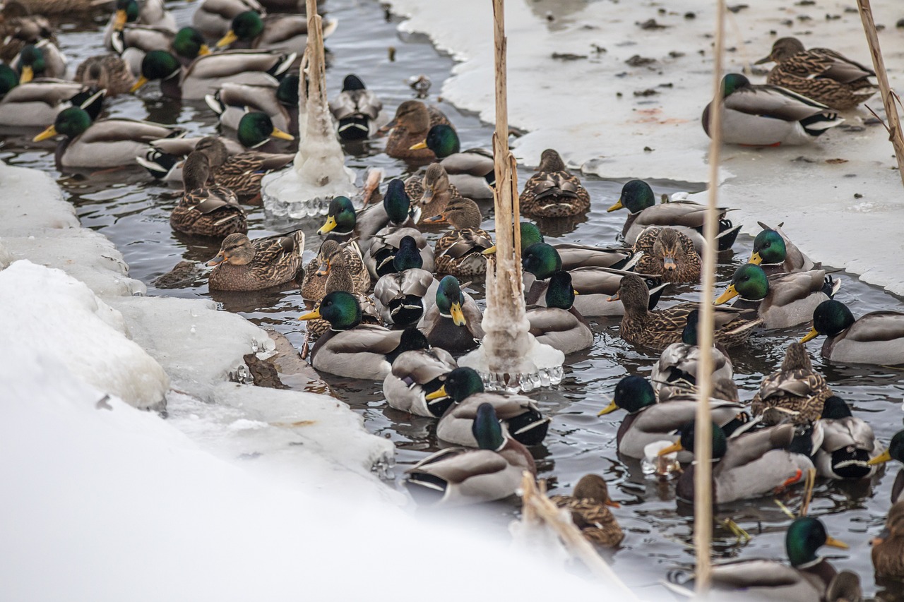 Mallard or wild duck (Anas platyrhynchos)