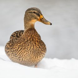 Mallard or wild duck (Anas platyrhynchos)