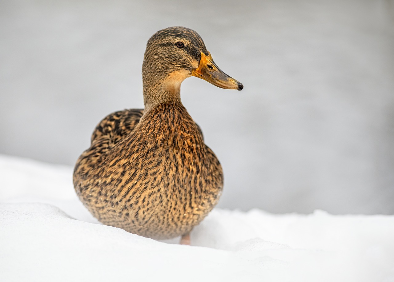 Mallard or wild duck (Anas platyrhynchos)