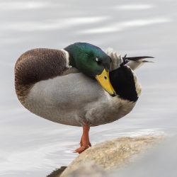 Mallard or wild duck (Anas platyrhynchos)