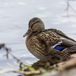 Mallard or wild duck (Anas platyrhynchos)