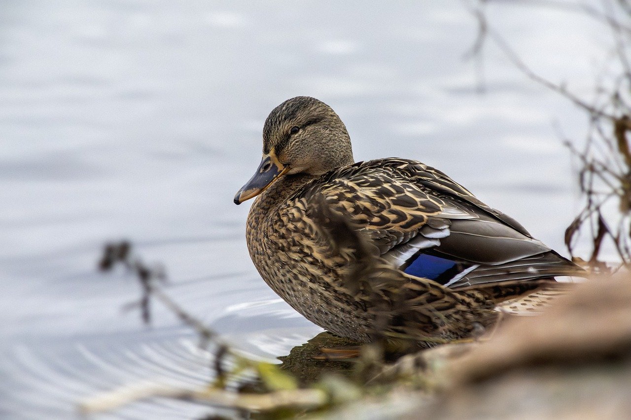 Mallard or wild duck (Anas platyrhynchos)