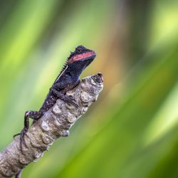 Emma gray`s forest lizard (Calotes emma)