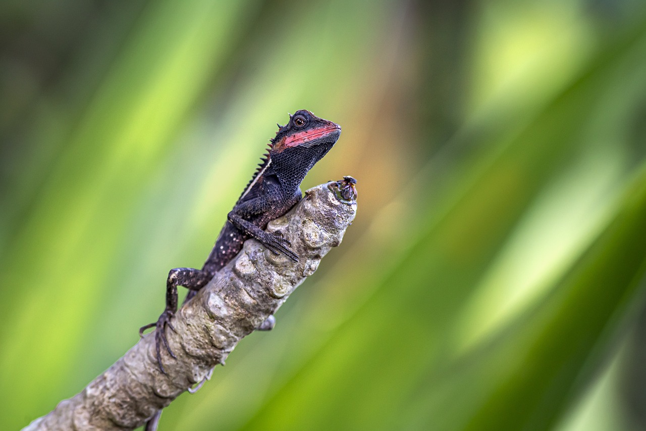 Emma gray`s forest lizard (Calotes emma)