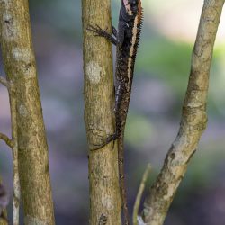 Emma gray`s forest lizard (Calotes emma)