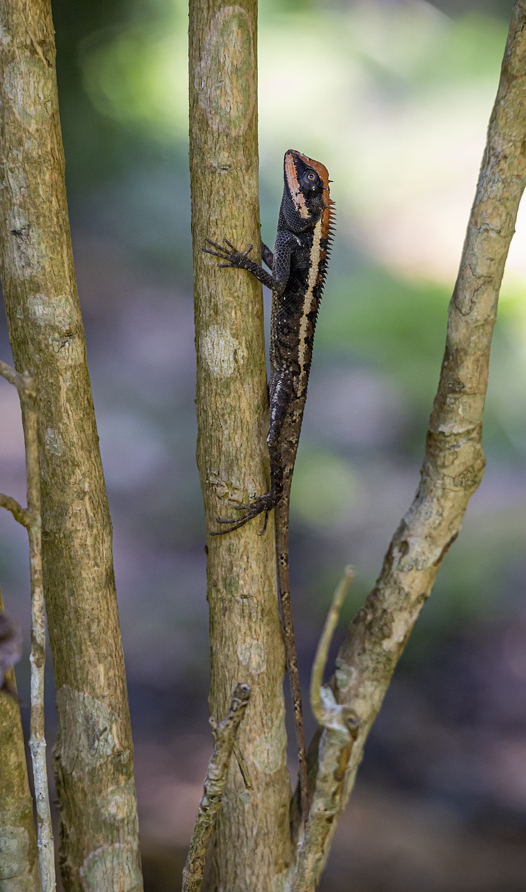 Emma gray`s forest lizard (Calotes emma)