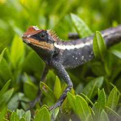 Emma gray`s forest lizard (Calotes emma)