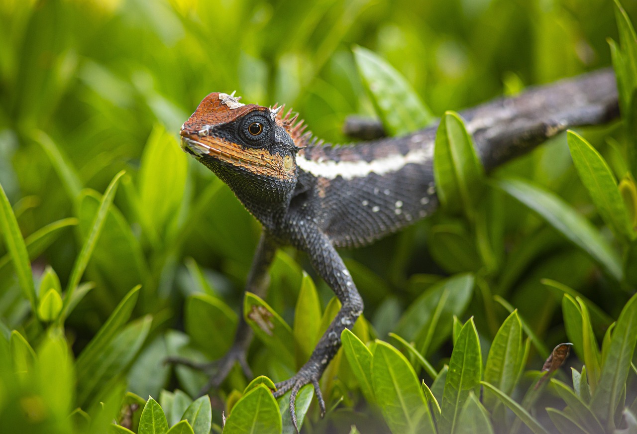 Emma gray`s forest lizard (Calotes emma)