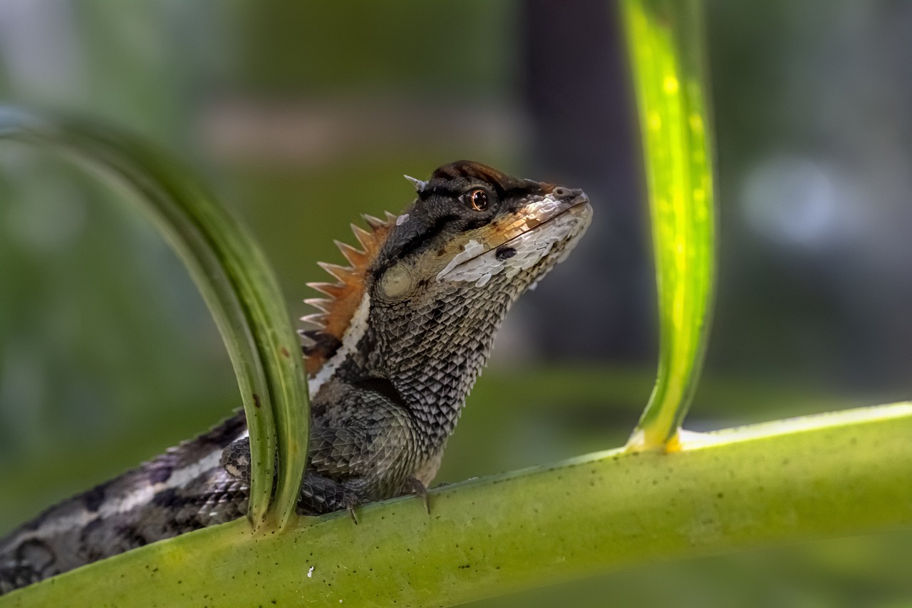 Emma gray`s forest lizard (Calotes emma)