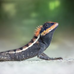 Emma gray`s forest lizard (Calotes emma)