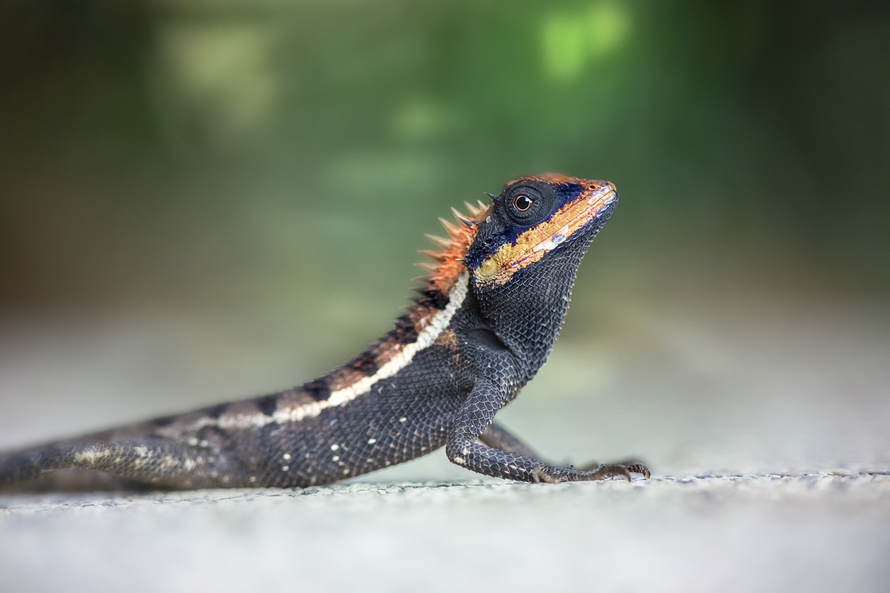 Emma gray`s forest lizard (Calotes emma)